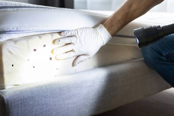 Best Pest Inspection Near Me  in Clayton, NM