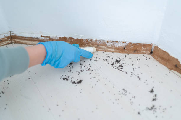 Best Best Pest Control Companies  in Clayton, NM
